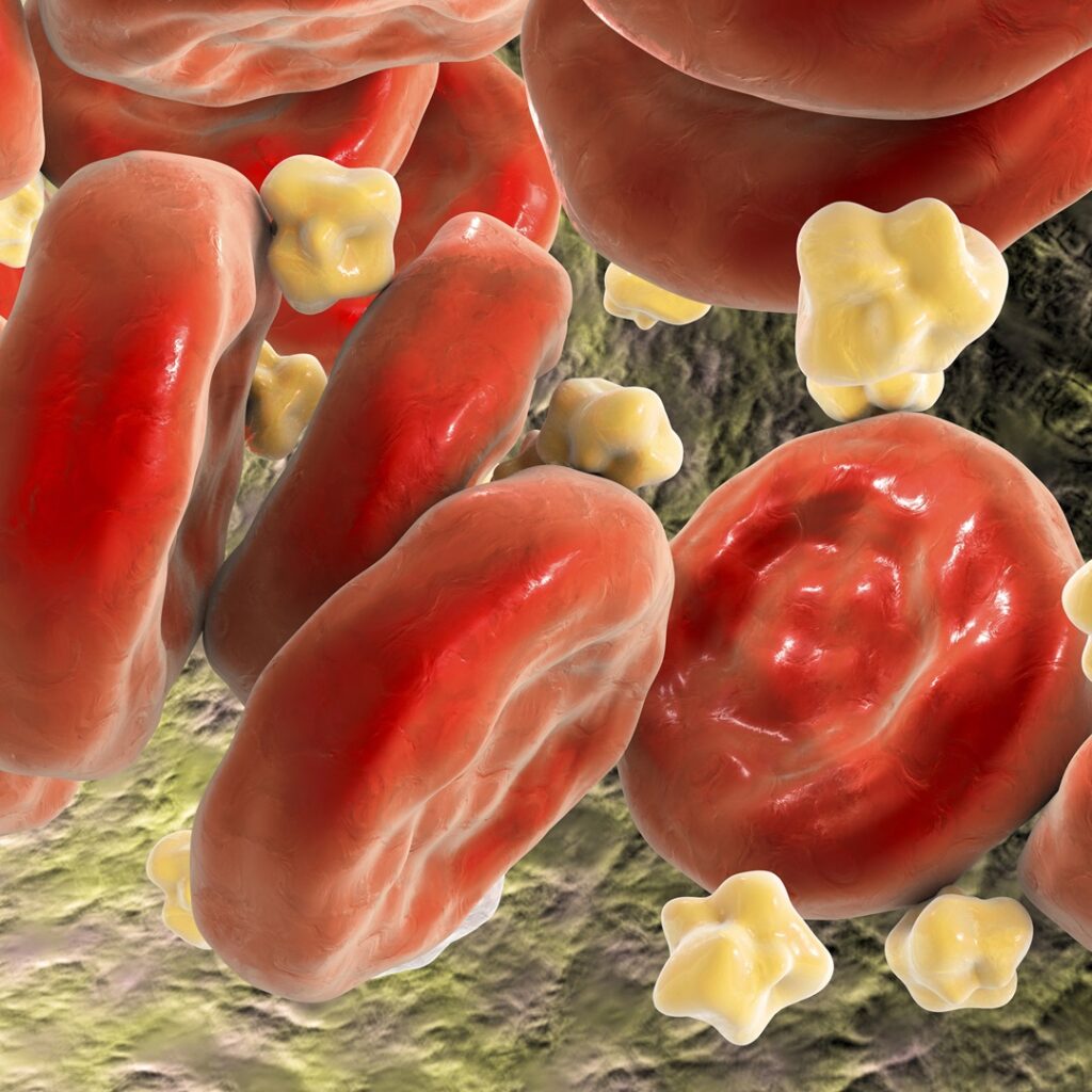 Cholesterol: A Vital Ally for Longevity, Especially in Later Years